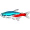 Neon tetra, Paracheirodon innesi aquarium tropical freshwater fish. characin family freshwater fish graphic illustrations