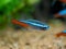 Neon tetra Paracheirodon innesi isolated on a fish tank with blurred background