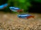 Neon tetra Paracheirodon innesi isolated on a fish tank with blurred background