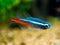 Neon tetra Paracheirodon innesi isolated macro close up on a fish tank with blurred background
