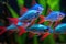 neon tetras schooling together, creating a mesmerizing pattern