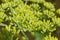 Neon yellow fennel flowers in a Seattle garden