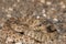 Neonate Prairie Rattlesnake