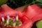 Neoregelia bloomin with purple flowers