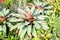 Neoregelia Bromeliad plant in garden