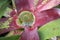 Neoregelia Bromeliads plant