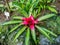 Neoregelia carolinae `Tricolor`