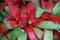 Neoregelia, plant with red and green leafs