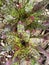 Neoregelia Skotak`s Tiger Bromeliad Plant Photo