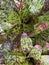 Neoregelia Skotak`s Tiger Bromeliad Plant Photo
