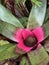 Neoregelia Skotak`s Tiger Bromeliad Plant Photo