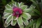 Neoregelia variegated flower