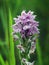 Neotinea tridentata, the three toothed orchid