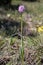Neotinea tridentata - Wild plant shot in the spring.