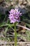 Neotinea tridentata - Wild plant shot in the spring.