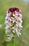 Neotinea ustulata - the burnt orchid