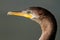 Neotropic cormorant