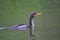 Neotropic Cormorant