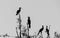 Neotropic cormorant birds perched on branches, black and white