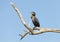 Neotropic cormorant perched on a tree branch