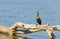 Neotropic cormorant perched on a tree branch on a river bank