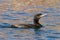 Neotropic Cormorant (Phalacrocorax brasilianus)