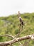 Neotropic Cormorant (Phalacrocorax brasilianus) in Costa Rica
