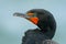 Neotropic Cormorant, Phalacrocorax brasilianus, detail portrait with light blue eye, clear background, Belize