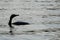 Neotropic Cormorant Silhouette in Rippled Water