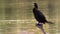 Neotropic Cormorant standing on a perch in a pond.