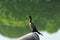 A Neotropic cormorant taking rest with one leg up.