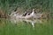 Neotropic Cormorants and Great egrets by the lake