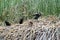 Neotropic Cormorants by the lake