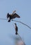 Neotropic Cormorants perched on branches