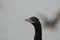 Neotropical cormorant face close up