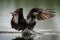 Neotropical Cormorant landing in a lake with a splash in California, USA.