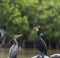 The neotropical cormorant Phalacrocorax brasilianus or also called Diving Duck