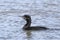 Neotropical Cormorant, Phalacrocorax brasilianus, on the water