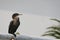 Neotropical cormorant sitting on wood