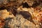 Neotropical Otter, Lontra longicaudis, sitting on the rock river coast, rare animal in the nature habitat, Rio Negro, Pantanal, Br