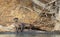 Neotropical otter lying on a falling tree on a riverbank