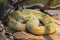 Neotropical Rattlesnake venomous pit viper snake curled up