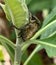 Neotropical rhinoceros beetles on Ewuro, bitter leaf plant, lekki Lagos Nigeria. Elephant beetle from Lekki Lagos Nigeria