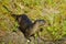 Neotropical River Otter