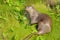 Neotropical River Otter