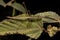 Neotropical Stick Grasshopper