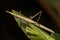 Neotropical Stick Grasshopper