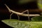 Neotropical Stick Grasshopper