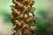 Neottia nidus-avis, the bird`s-nest orchid