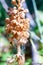 Neottia nidus-avis, the bird`s-nest orchid, a non-photosynthetic orchid, amazing plant